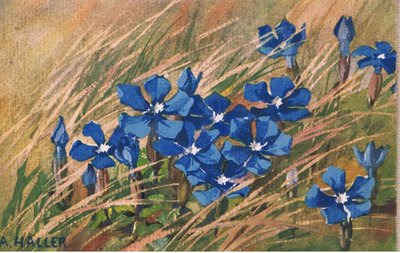 Mavi Kediotu, Kartpostal, 1940