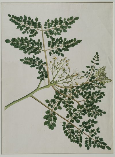 Moringa oleifera, turp ağacı veya baget ağacı olarak da adlandırılır (kağıt üzerine sulu boya) by Anna Maria Jones