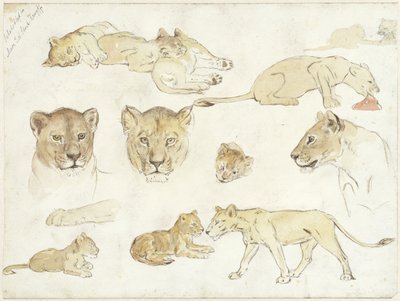 aslanlarla ilgili çalışmalar by Anna Maria Kruijff
