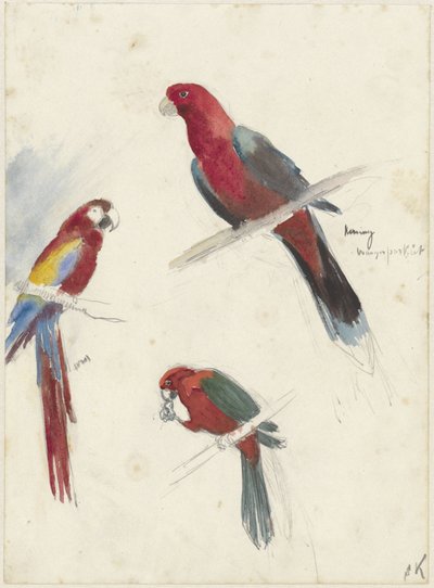 papağan çalışmaları by Anna Maria Kruijff