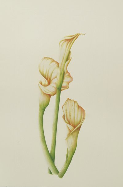 Arum Lily, 2001 (kağıt üzerinde wc) by Annabel Barrett