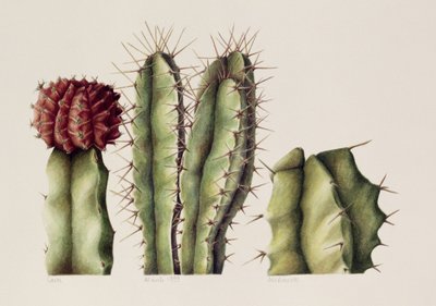 Kaktüsler, 1999 (kağıt üzerinde wc) by Annabel Barrett