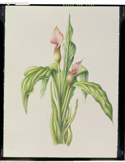 Carla Lily, 2000 (kağıt üzerinde wc) by Annabel Barrett