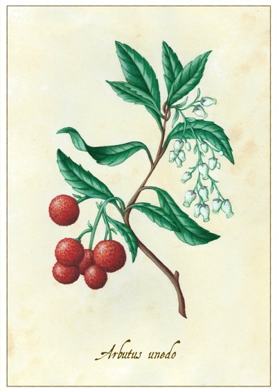Arbutus unedo, 2015 (guaj) by Annalisa Morrocco