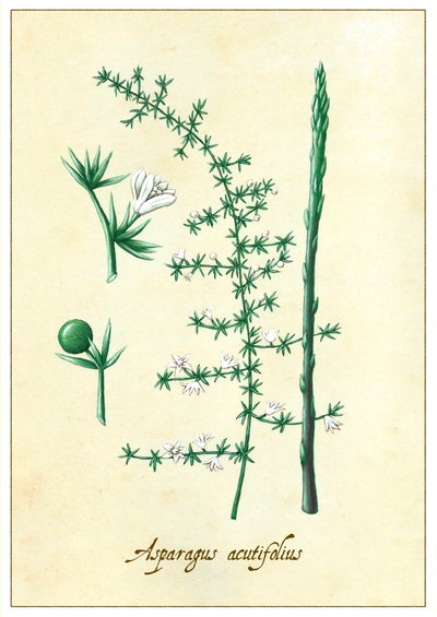Asparagus acutifolius, 2015 (guaj) by Annalisa Morrocco