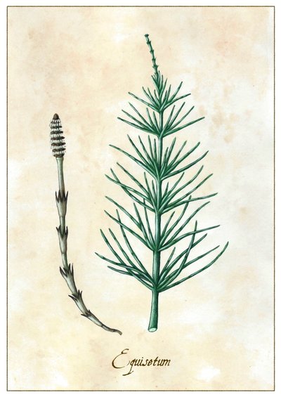 Equisetum, 2015 (guaj) by Annalisa Morrocco