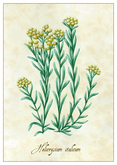 Helicrysium italicum, 2015 (guaj) by Annalisa Morrocco