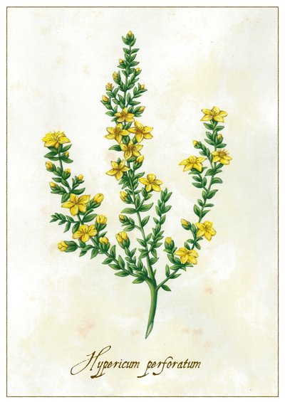 Hypericum perforatum, 2015 (guaj) by Annalisa Morrocco