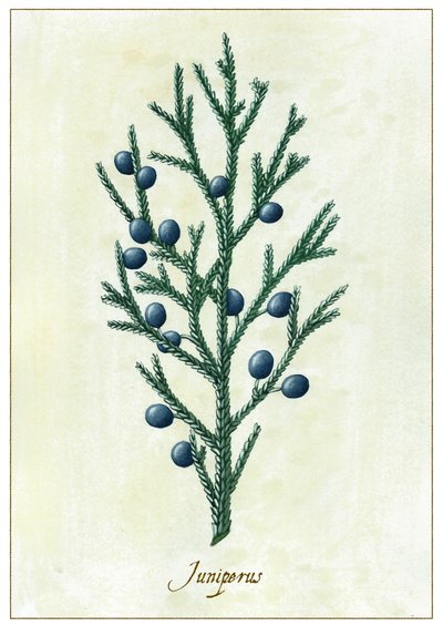 Juniperus, 2015 (guaj) by Annalisa Morrocco