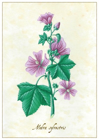 Malva sylvestris, 2015 (guaj) by Annalisa Morrocco