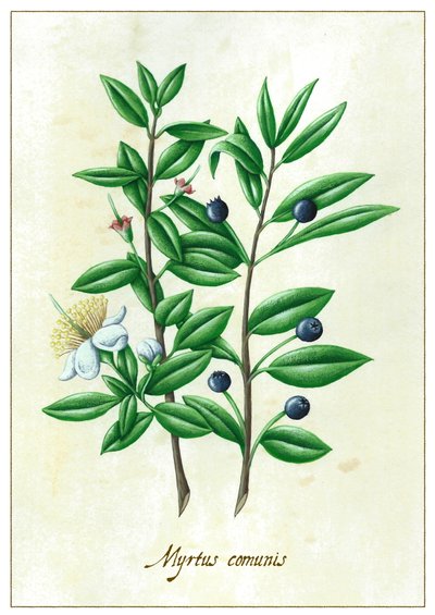Myrtus komüniteleri, 2015 (guaj) by Annalisa Morrocco