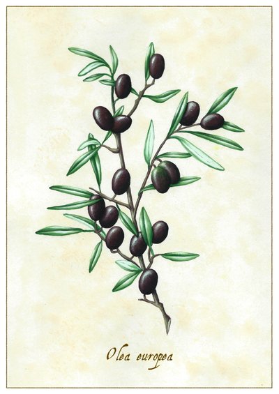 Olea europea, 2015 (guaj) by Annalisa Morrocco