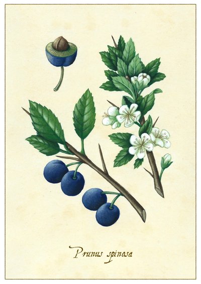 Prunus spinosa, 2015 (guaj) by Annalisa Morrocco