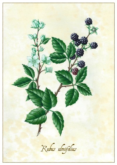 Rubus ulmifolius, 2015 (guaj) by Annalisa Morrocco