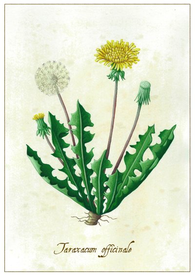 Taraxacum officinale, 2015 (guaj) by Annalisa Morrocco