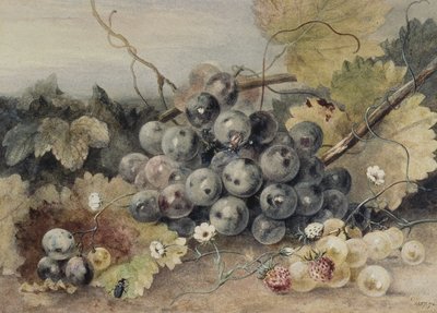 Üzüm ve Çilek by Anne Frances Byrne