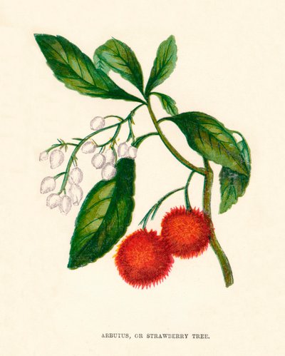 Arbutus veya Çilek Ağacı, c1891, 1891 by Anne Pratt