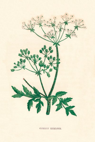 Ortak Hemlock, c1891, 1891 by Anne Pratt