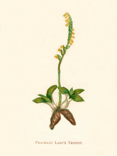 Kokulu Hanımların Saçları, c1891, 1891 by Anne Pratt