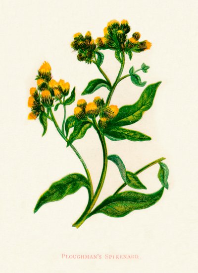 Ploughmans Spikenard, c1891, 1891 by Anne Pratt