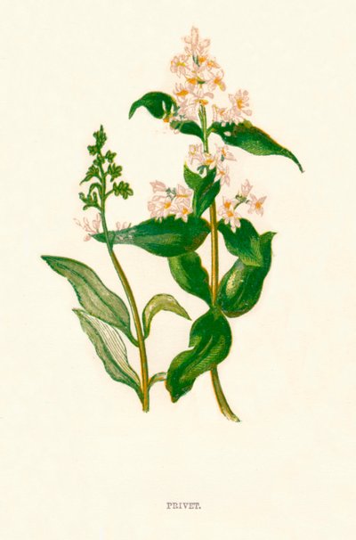 Merhaba k1891, 1891 by Anne Pratt