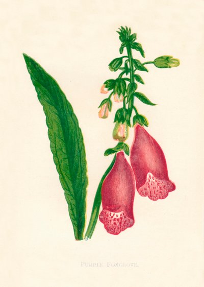 Mor Yüksükotu, c1891, 1891. by Anne Pratt