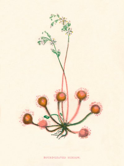 Yuvarlak Yapraklı Sundew, c1891, 1891 by Anne Pratt