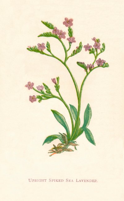 Dik Çivili Deniz Lavanta, c1891, 1891 by Anne Pratt