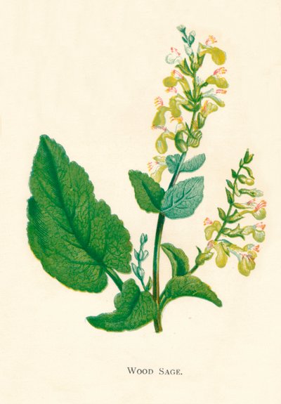 Ağaç Adaçayı, c1891, 1891 by Anne Pratt