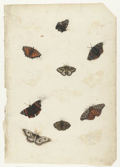 Eight Butterflies Lombard albümü (seri başlığı) by Anonymous