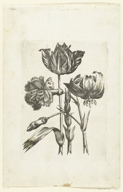 Anjer, tulp en lelie Yeni Çiçek Simgeleri (seri başlığı) by Anonymous