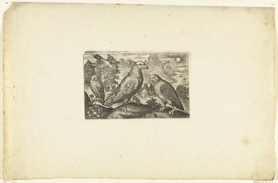 Kartal ve keklik Volatilium varii generis (...) (dizi adı) by Anonymous