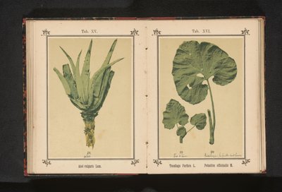 Coltsfoot Yaprağı ve Butterbur Yaprağı Tussilago Farfara L. Petasites officinalis M. (nesne üzerindeki başlık) by Anonymous