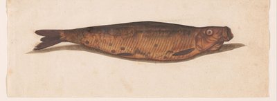 Bokking Lombard albümü (seri başlığı) by Anonymous