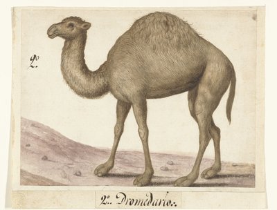Dromedaris Lombard albümü (seri başlığı) by Anonymous