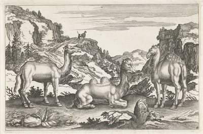 Dromedaries ve bir deve Dört ayaklı hayvanlar (dizi adı) Animalivm Qvaddrvpedvm (dizi başlığı) by Anonymous