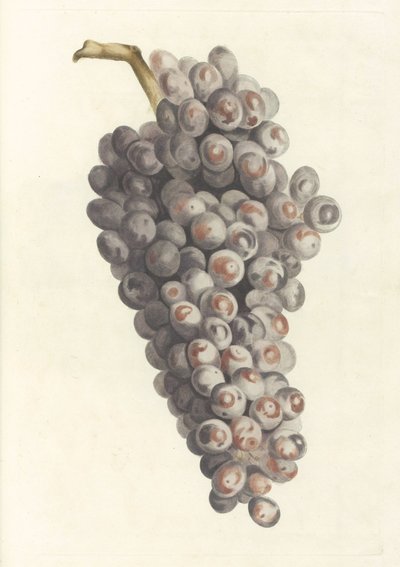 bir salkım üzüm by Anonymous