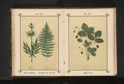 Gerçek kediotu ve bir erkek eğrelti otu dalı Valeriana officinalis L. Polystichum Filix mas Roth (nesne üzerindeki başlık) by Anonymous
