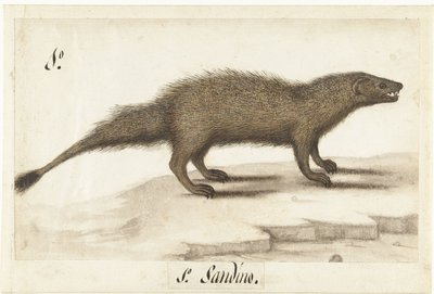 Egyptische ichneumon Herpestes ichneumon / Sandino / Mısır Firavun faresi (nesne üzerindeki başlık) Lombard albümü (seri başlığı) by Anonymous