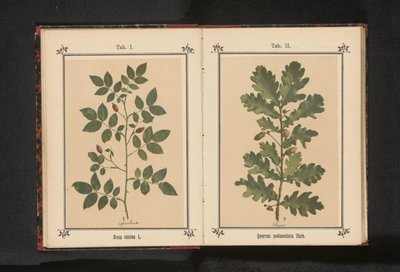 Eikenttak Quercus pedunculata Ehrh. (nesne üzerindeki başlık) by Anonymous