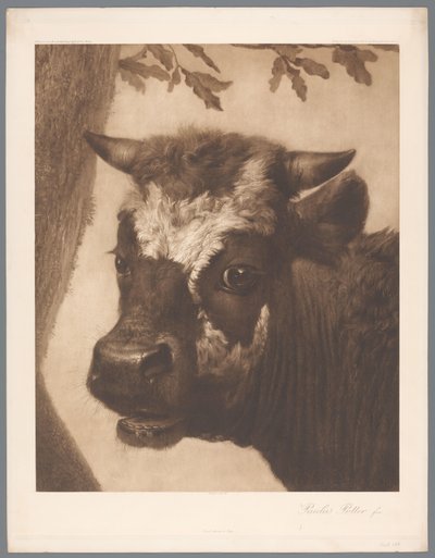 Paulus Potter tarafından The Bull resminin detayının fotoğraf reprodüksiyonu, col. Mauritshuis 1902 - 15. / Könğl. Lahey