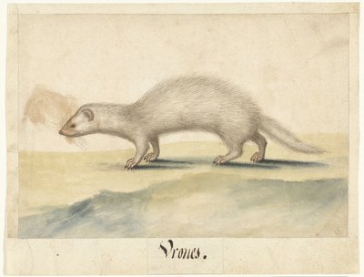Fret Vrones (nesne üzerindeki başlık) Lombard albümü (seri başlığı) by Anonymous