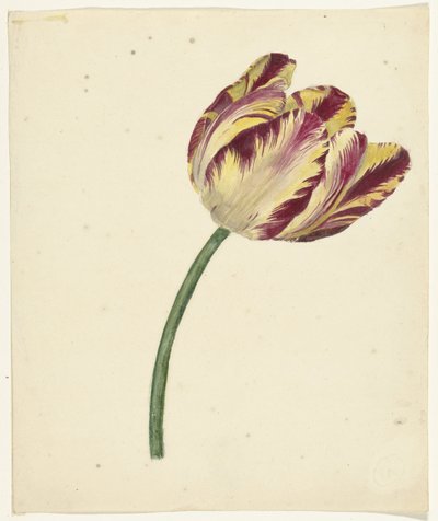 Sarı-kırmızı lale by Anonymous