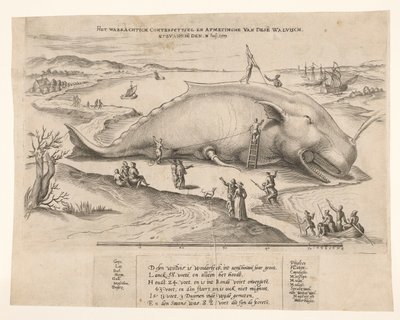 Anvers yakınlarında karaya vurmuş balina, 1577 Bu[n] balinanın waerachtich conterfeytsel ve boyutu, ghevanghe[n] den 2 Juli 1577 (nesne üzerindeki başlık) by Anonymous