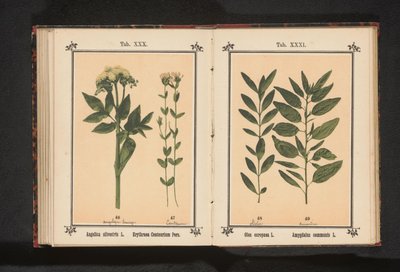Ortak angelica ve gerçek kantaron Angelica silvestris L. Erythraea Centaurium Pers (nesne üzerindeki başlık) by Anonymous