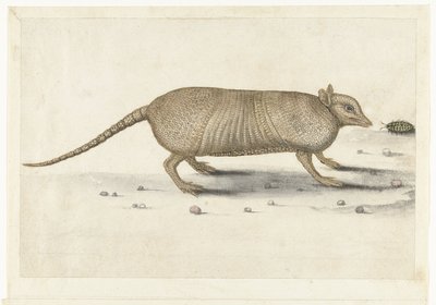 Armadillo Lombard albümü (seri başlığı) by Anonymous
