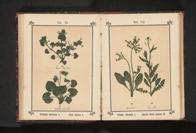Altın çuha çiçeği ve bir çoban çantası Primula officinalis L. Capsella Bursa pastoris M. (nesne üzerindeki başlık) by Anonymous