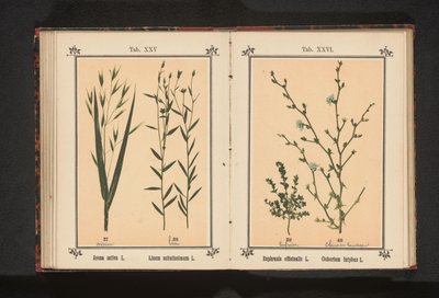 Haver en vlas Avena sativa L. Linum usitatissimum L. (nesne üzerindeki başlık) by Anonymous