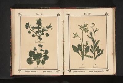 Köpeğin tırıs ve Mart menekşesi Glechoma hederacea L. Viola odorata L. (nesnedeki başlık) by Anonymous