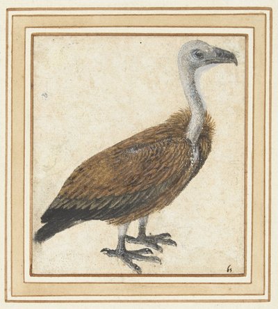 Jonge vale gier (sarı çingeneler) by Anonymous